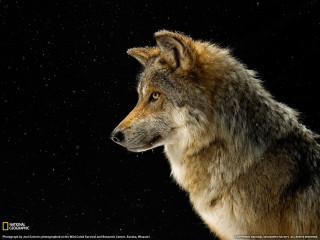Wolf looking sky black background - caspar wolf free wallpaper