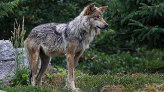 Wolf hill trees background grass - caspar wolf free wallpaper