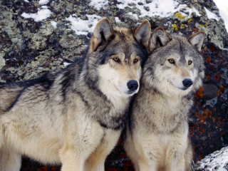 Gray wolfs standing rocky surface - caspar wolf free wallpaper