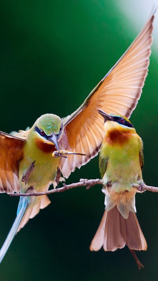 Two birds branch wings spread 2 - bird free wallpaper