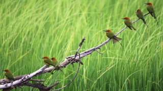 Birds branch field grass tall - bird free wallpaper