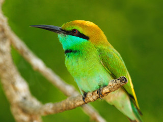 Green yellow bird branch tree - a branch of a tree free wallpaper