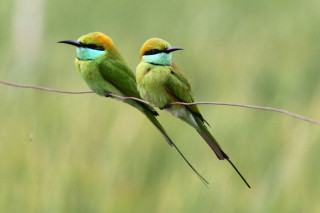 Small birds wire grass tall - thin free wallpaper