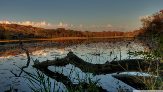 Large tree branch water lake - depth of field free wallpaper