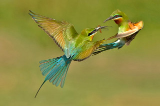 Birds fighting green field wings - their wing free wallpaper