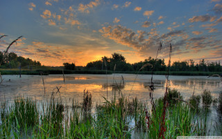 Sunset lake tall grass trees - the foreground and trees free wallpaper