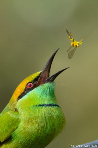 Bird mouth open bug air - arie smit free wallpaper