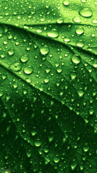 Green leaf water droplets nature - water droplet free wallpaper