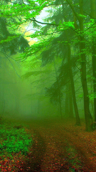 Path woods trees leaves fog - tonalism free wallpaper