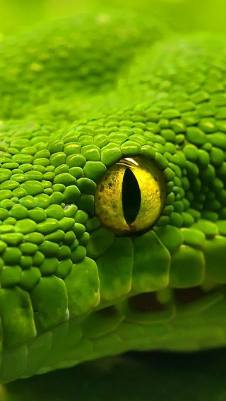 Green snake eye closeup green - free nature wallpaper