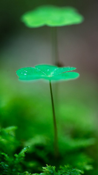Small green plant macro forest - ecological art free wallpaper
