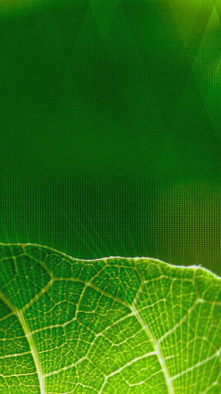 Green leaf microscopic 4k tennis - a green leaf free wallpaper