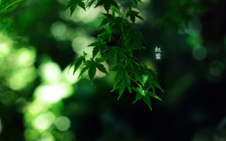 Tree closeup leaves sign side - a close up of a tree free wallpaper