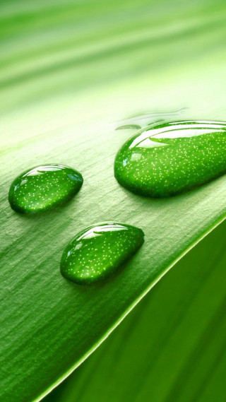 Water drops green leaf macro 2 - a green leaf free wallpaper