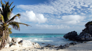 Beach palm tree ocean rocks - carl hoppe free wallpaper