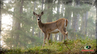 Deer forest trees fog nature - the air above free wallpaper