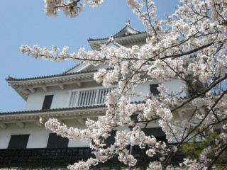 White building tree white flowers - eishōsai chōki free wallpaper