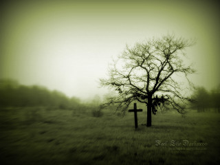 Lone tree field cross foggy - a lone tree in a field free wallpaper