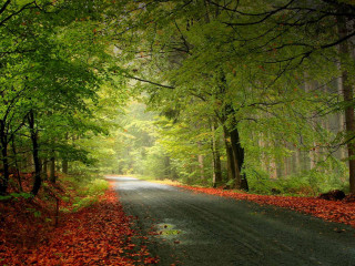 Forest road trees leaves ground 6 - the side of the road free wallpaper