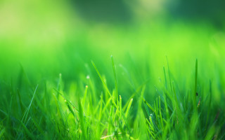 Green grass field macro blurry - a blurry background of the grass and the grass free wallpaper