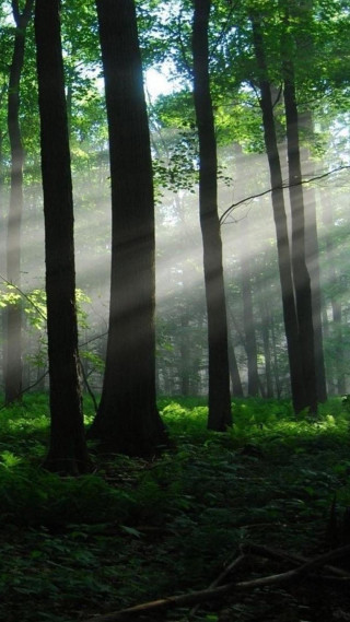 Forest sunbeams trees grass bench - a detailed matte painting free wallpaper