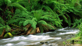 Lush forest stream trees plants 2 - a lush green forest free wallpaper