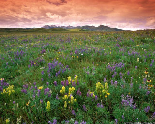 Wildflowers cloudy sky mountains sunset - charles ragland bunnell free wallpaper
