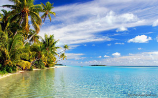 Tropical beach palm trees clear 15 - a tropical beach free wallpaper