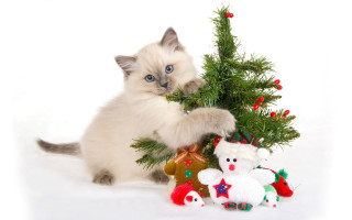 Cat playing christmas tree stuffed - stuffed free wallpaper