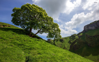 Tree hill grass clouds sky - a grassy hill free wallpaper