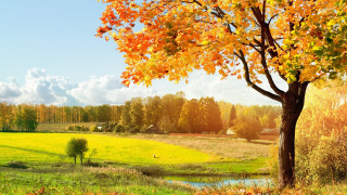 Tree yellow leaves field stream 2 - a house in the distance free wallpaper