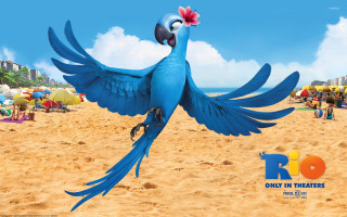 Blue bird red flower flying - chris labrooy free wallpaper