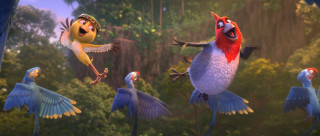 Birds flying forest trees bushes - a group of birds free wallpaper