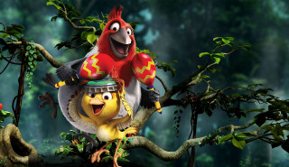 Bird parrot back tree branch - a tree branch in a forest free wallpaper