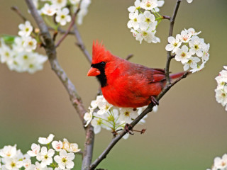 Red bird branch tree white 2 - the background of the photo free wallpaper