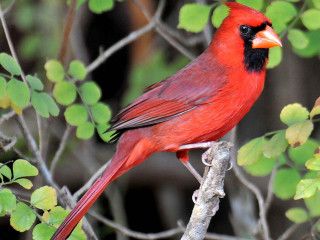 Red bird perched branch green 2 - a red bird free wallpaper