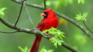 Red bird on branch green - naturalism free wallpaper