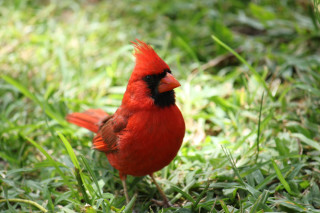 Red bird black eyes grass - grass free wallpaper