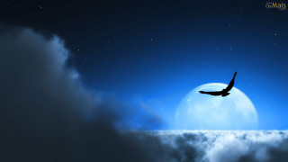 Bird flying sky full moon - a blue sky free wallpaper
