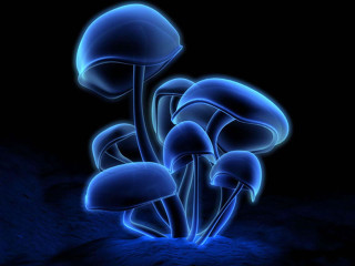 Blue mushrooms dark background blue 3 - bioluminescence free wallpaper