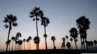 Palm trees sunset hill silhouette - a group of palm trees free wallpaper