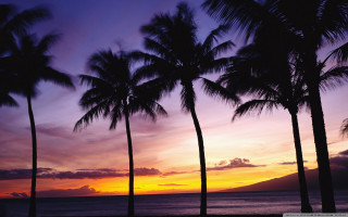 Sunset palm trees mountain purple 2 - a purple sky free wallpaper