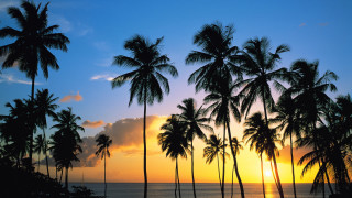 Sunset palm trees ocean clouds 3 - a sunset free wallpaper