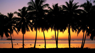 Sunset palm trees boat purple 2 - palm tree and a boat free wallpaper