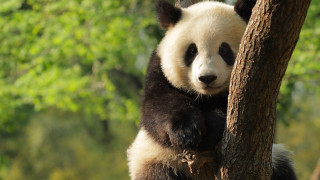 Panda bear sitting tree smiling - bian jingzhao free wallpaper
