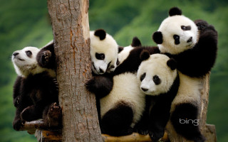 Pandas sitting tree branch forest 2 - top of a tree free wallpaper