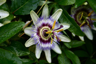 Purple white flower green leaves - a bee free wallpaper