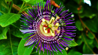 Purple flower yellow stamens green 2 - a purple flower free wallpaper