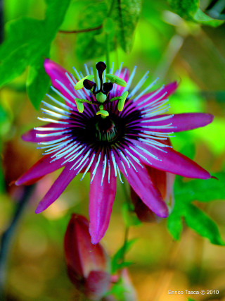 Purple flower green background leaves - dionisiu free wallpaper