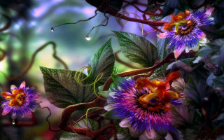 Flower leaves water drops petals - petal free wallpaper